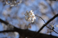 ①桜