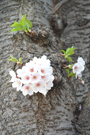 ①桜