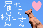 ②募集