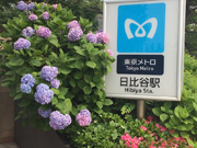 ①あじさい