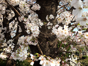 ①桜